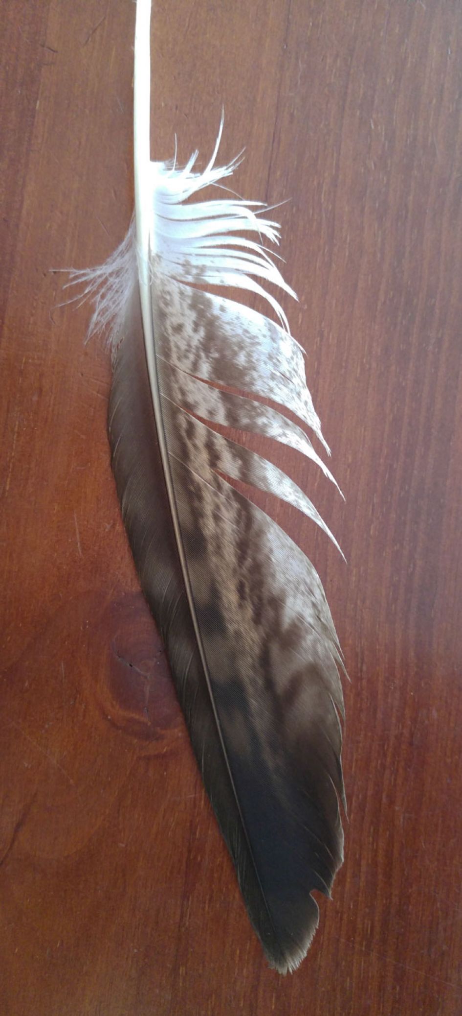 Van welke vogel is deze veer?