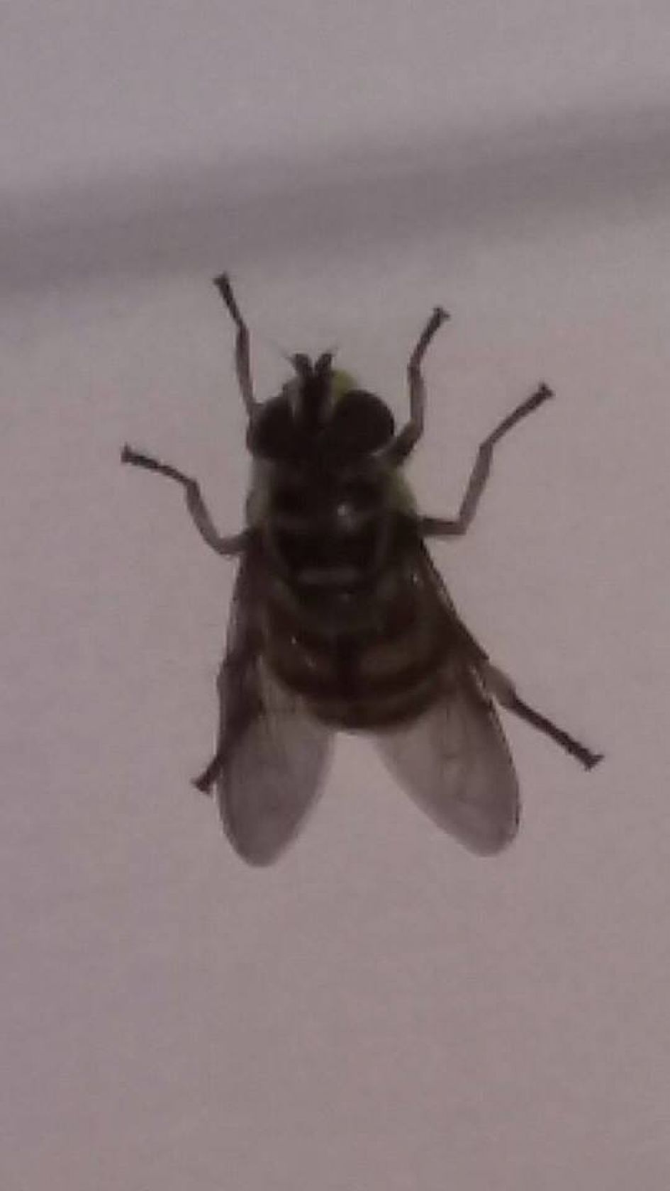 wat is dit voor vlieg??