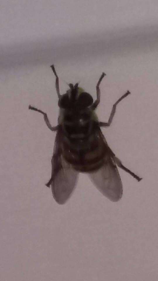 wat is dit voor vlieg??
