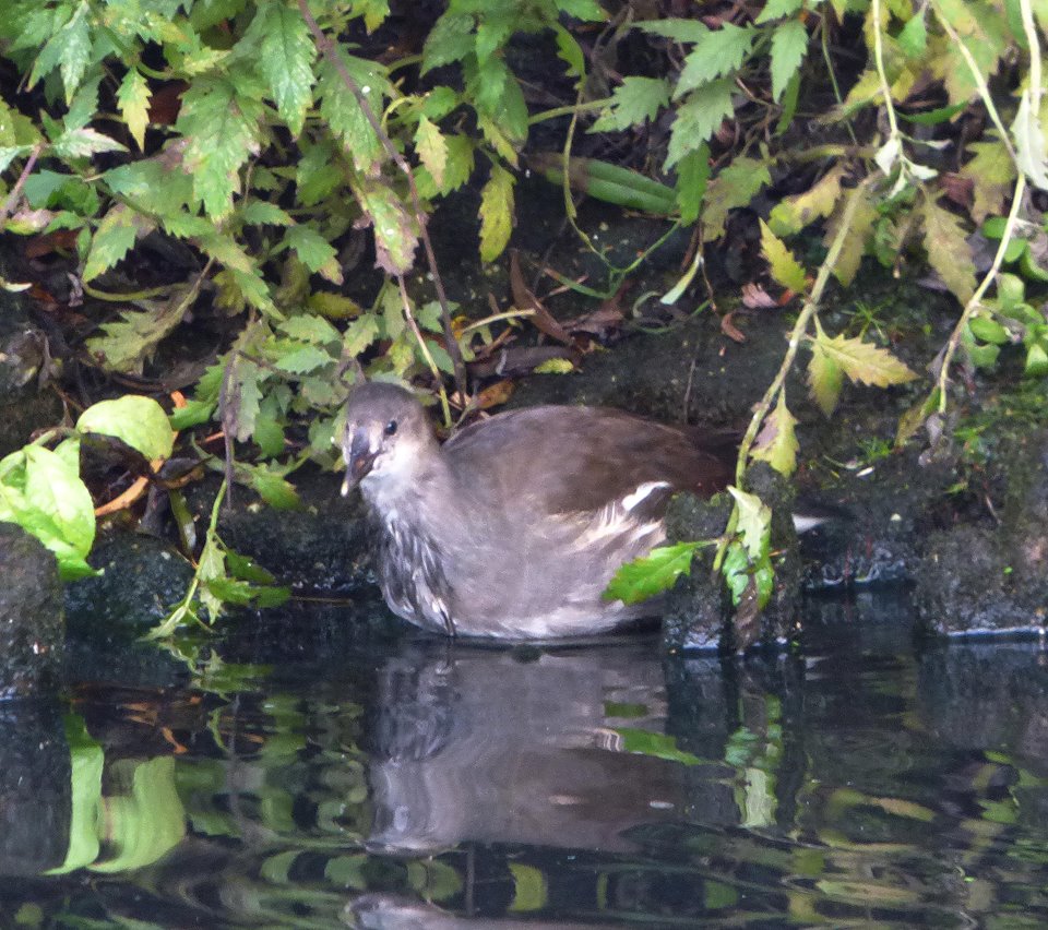 Een soort die ik niet ken.