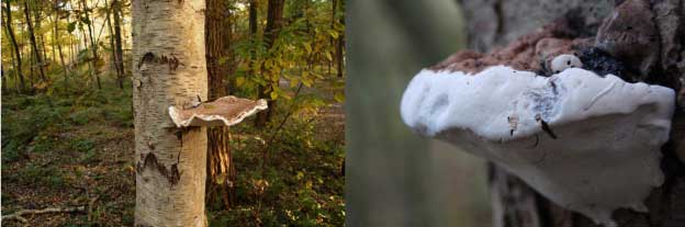 Prachtige paddenstoel, maar welke??