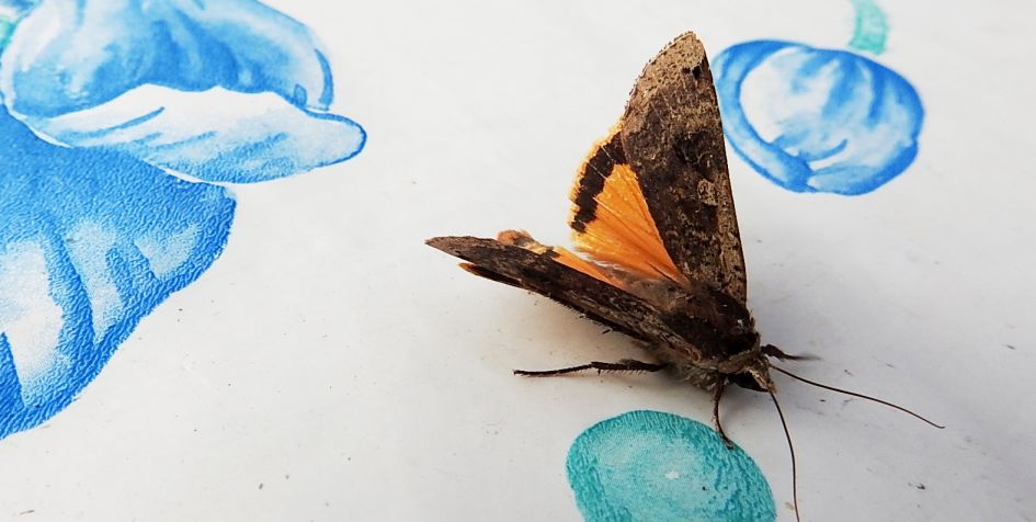 Welke vlinder mag dit zijn.