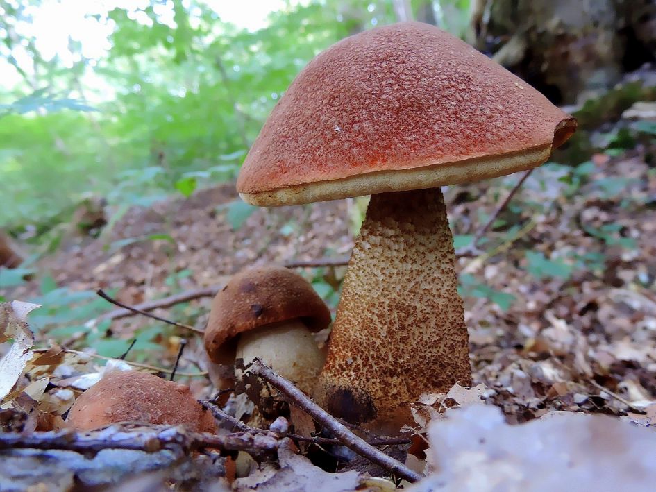 Is dit een eikenboleet !!