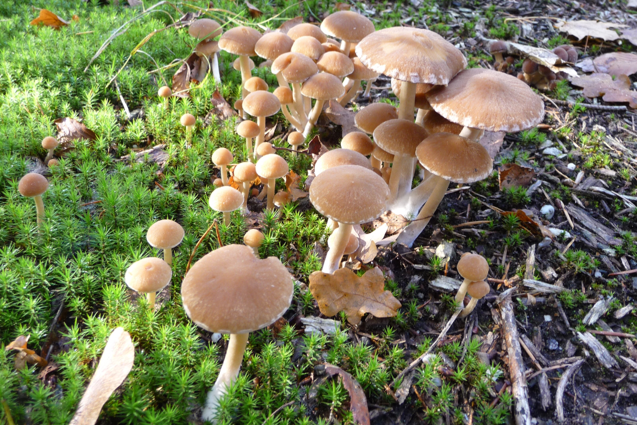 Mag ik de naam vragen van dit paddenstoeltje?