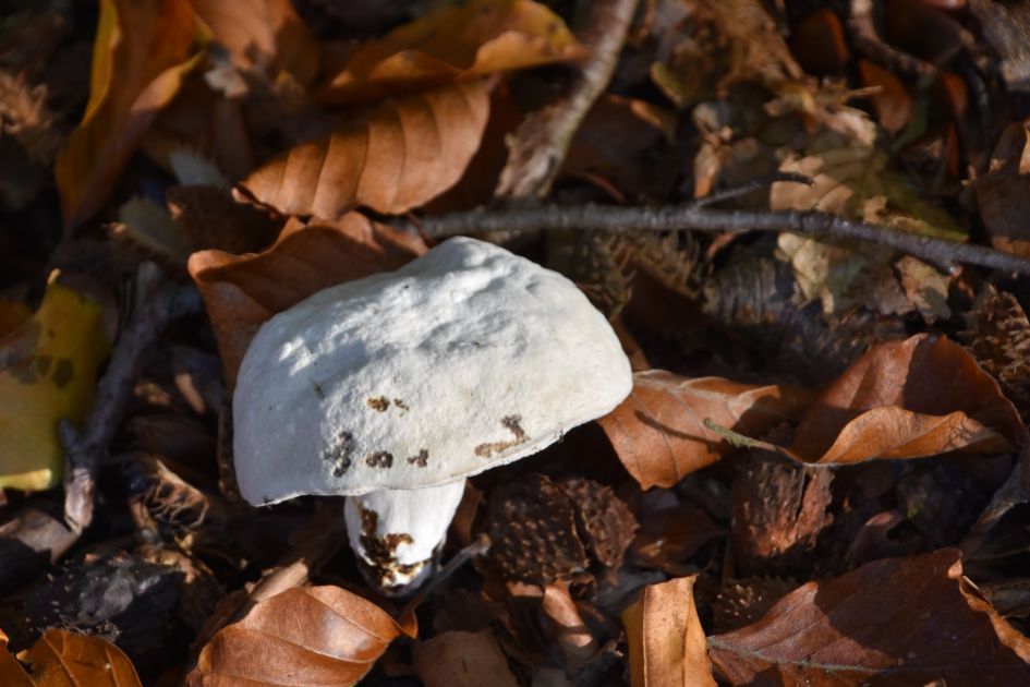 Nog een paddenstoel zonder naam, wie kent hem?