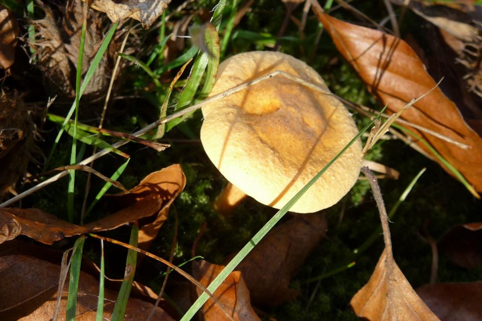 Wie kent de naam van dit kleine paddenstoeltje?
