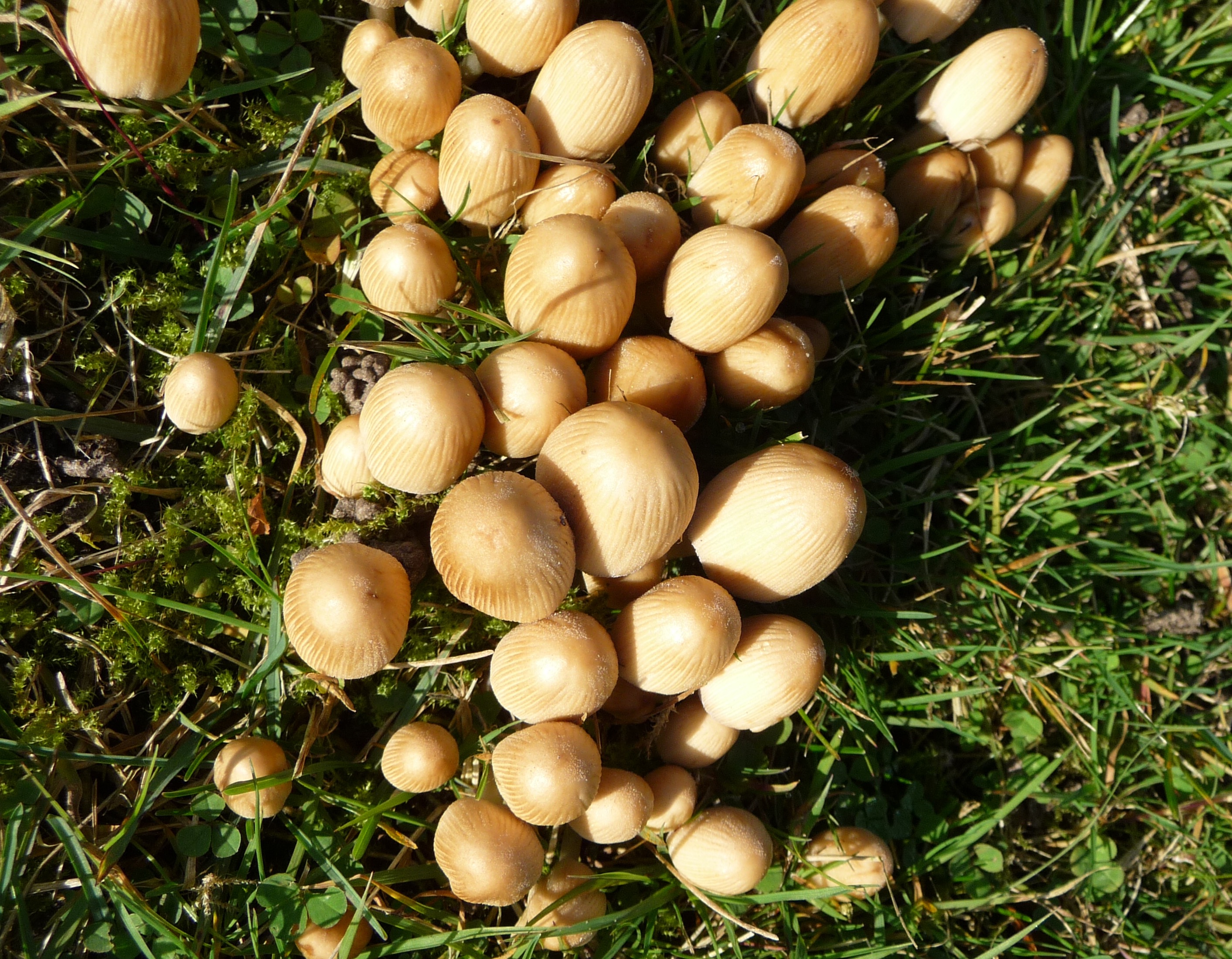 Ook deze paddenstoeltjes ken ik niet, jij wel?