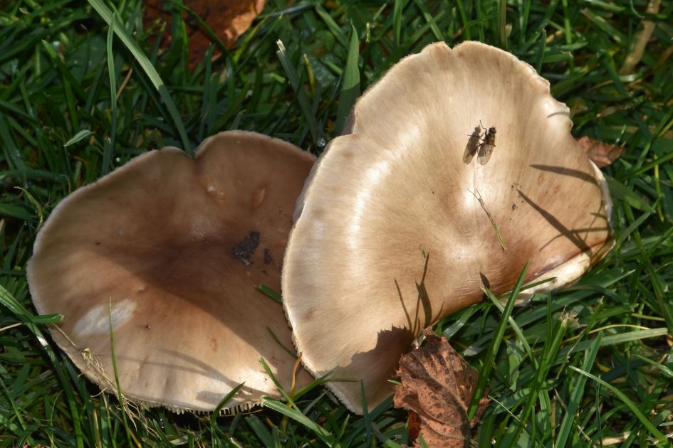 Nog een paddenstoel waarvan ik de naam niet ken?
