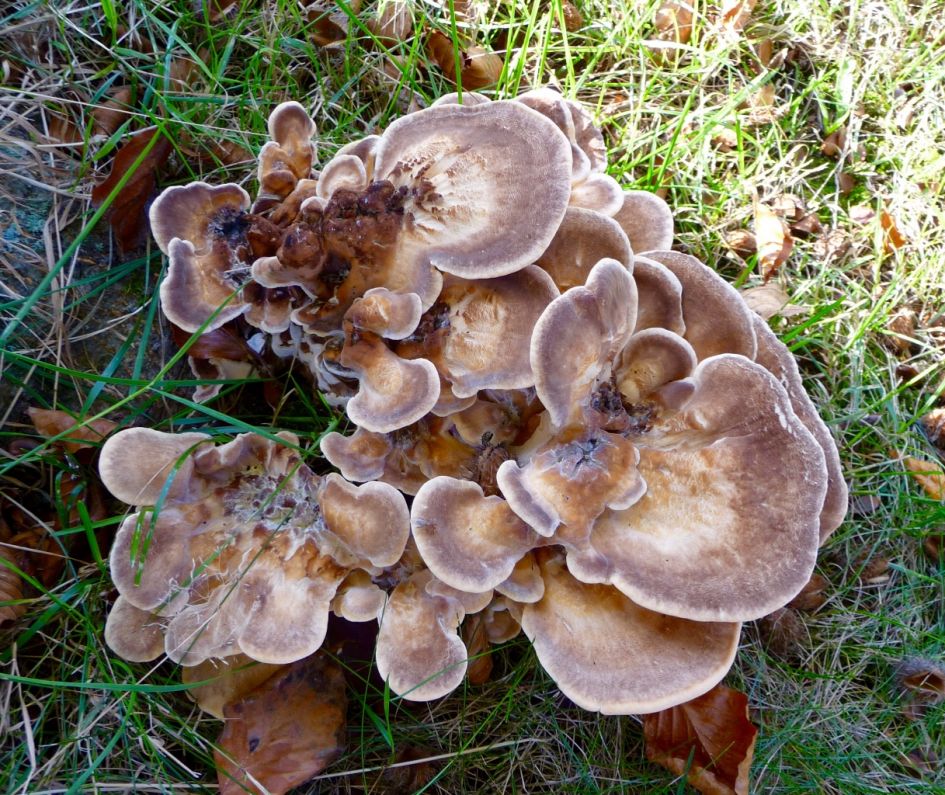 Elfenbankje? Zou dit dan de enige zijn waarvan ik de naam ken?