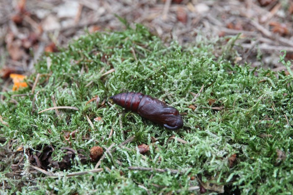 Is dit een pop van een of ander insect, zoja welke?