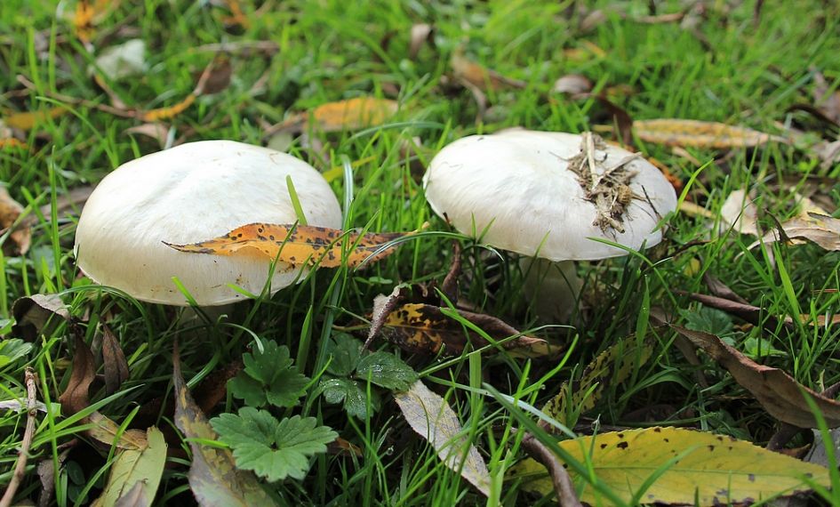Welk soort paddenstoel.