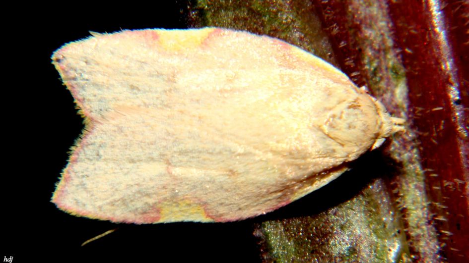 Welk Motvlindertje...