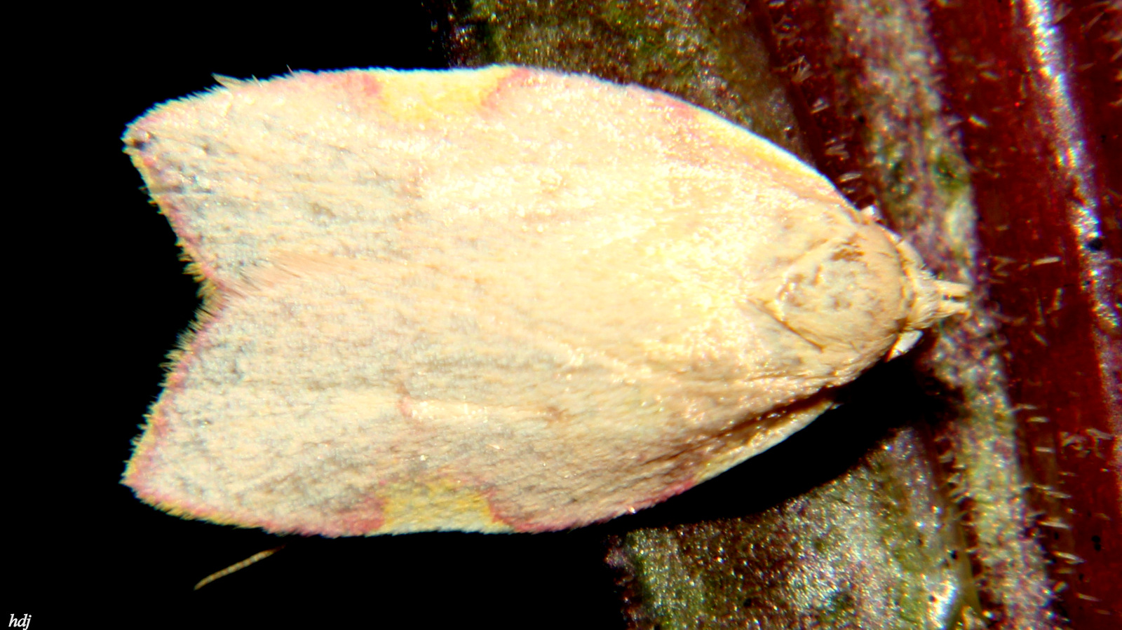 Welk Motvlindertje...