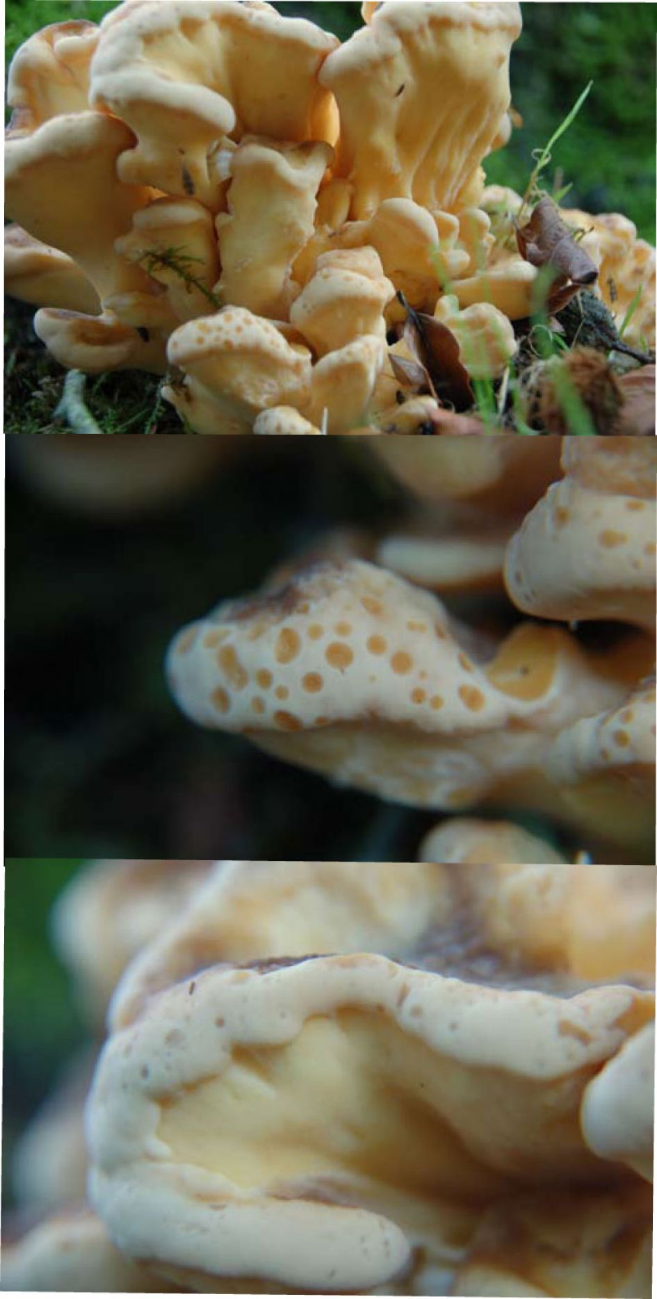 Geen idee! Knotszwam?????