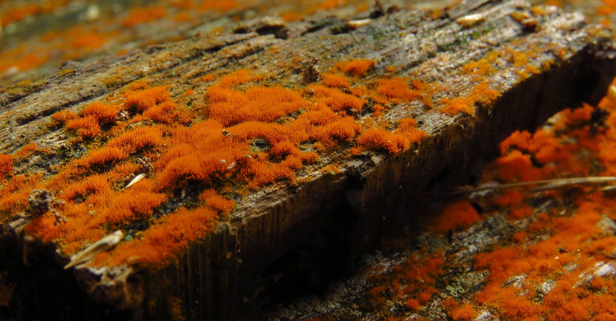 Oranje schimmel??????