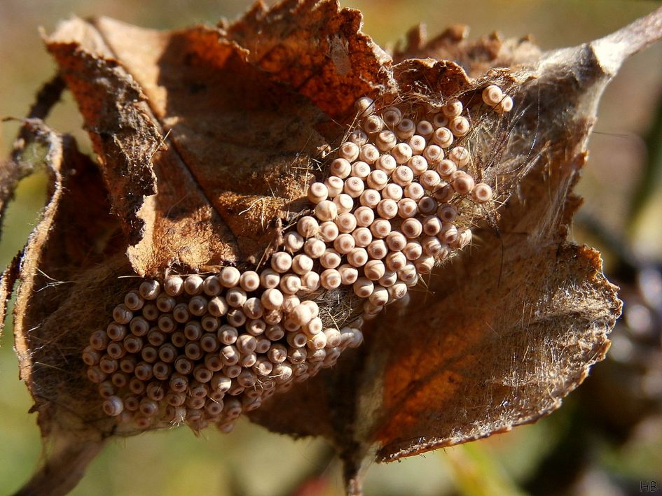 Schimmels of iets anders ?