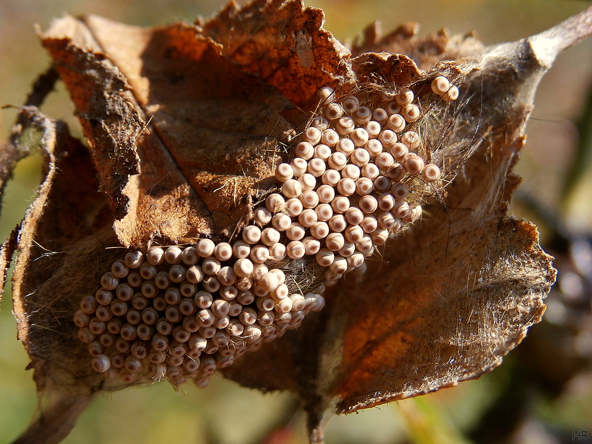 Schimmels of iets anders ?