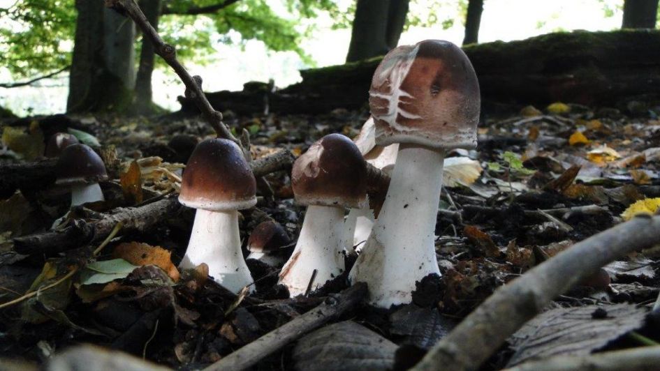 welke paddenstoel is dit