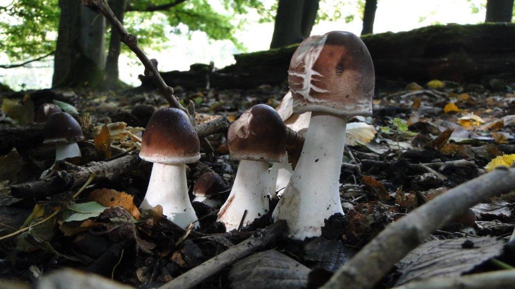 welke paddenstoel is dit