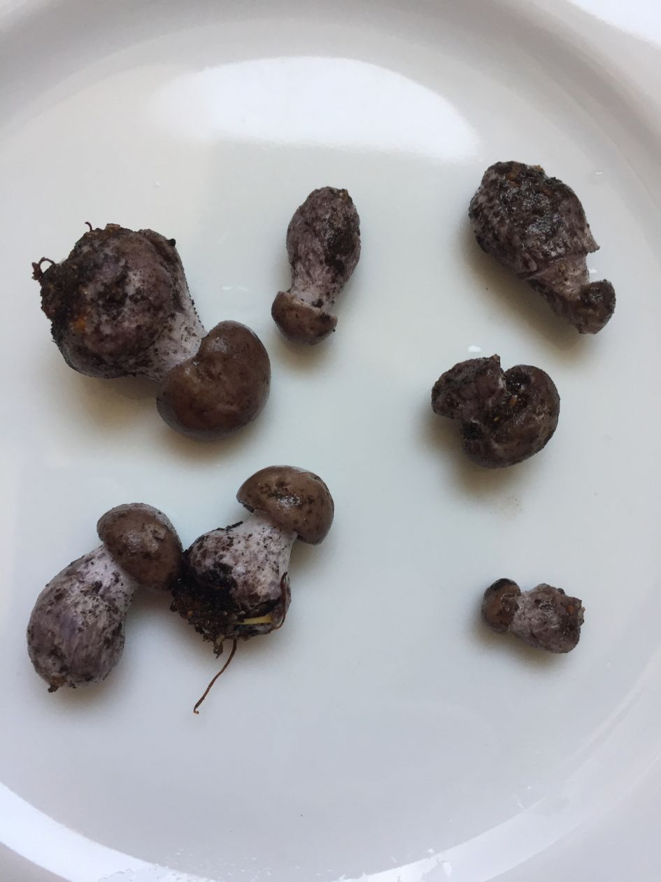 Welke paddestoel is dit?