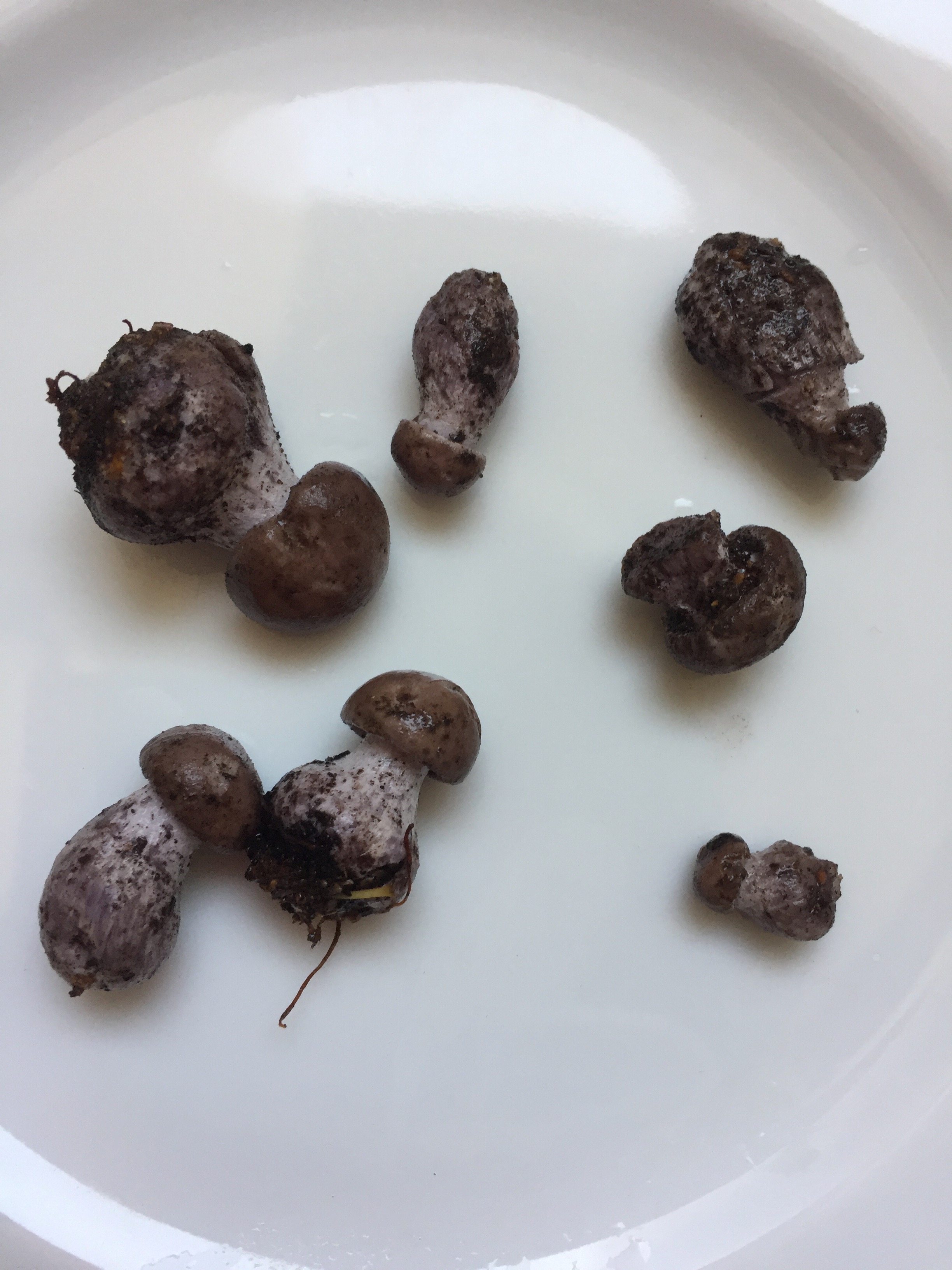 Welke paddestoel is dit?