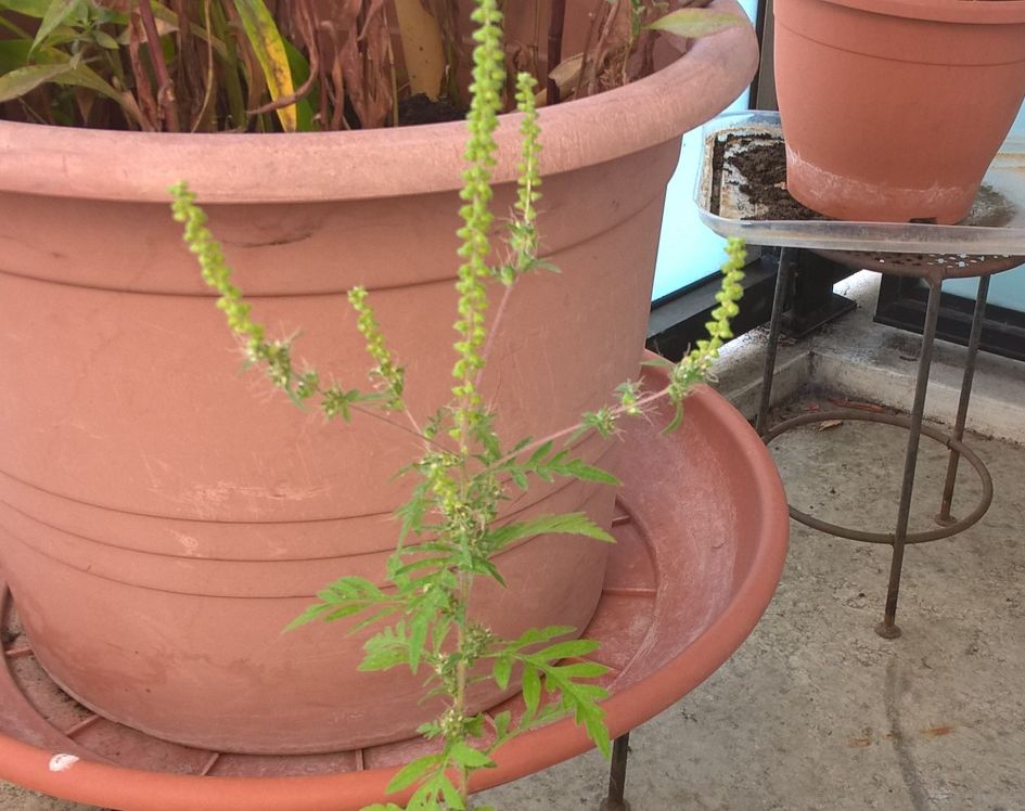 naam opgekomen plantje