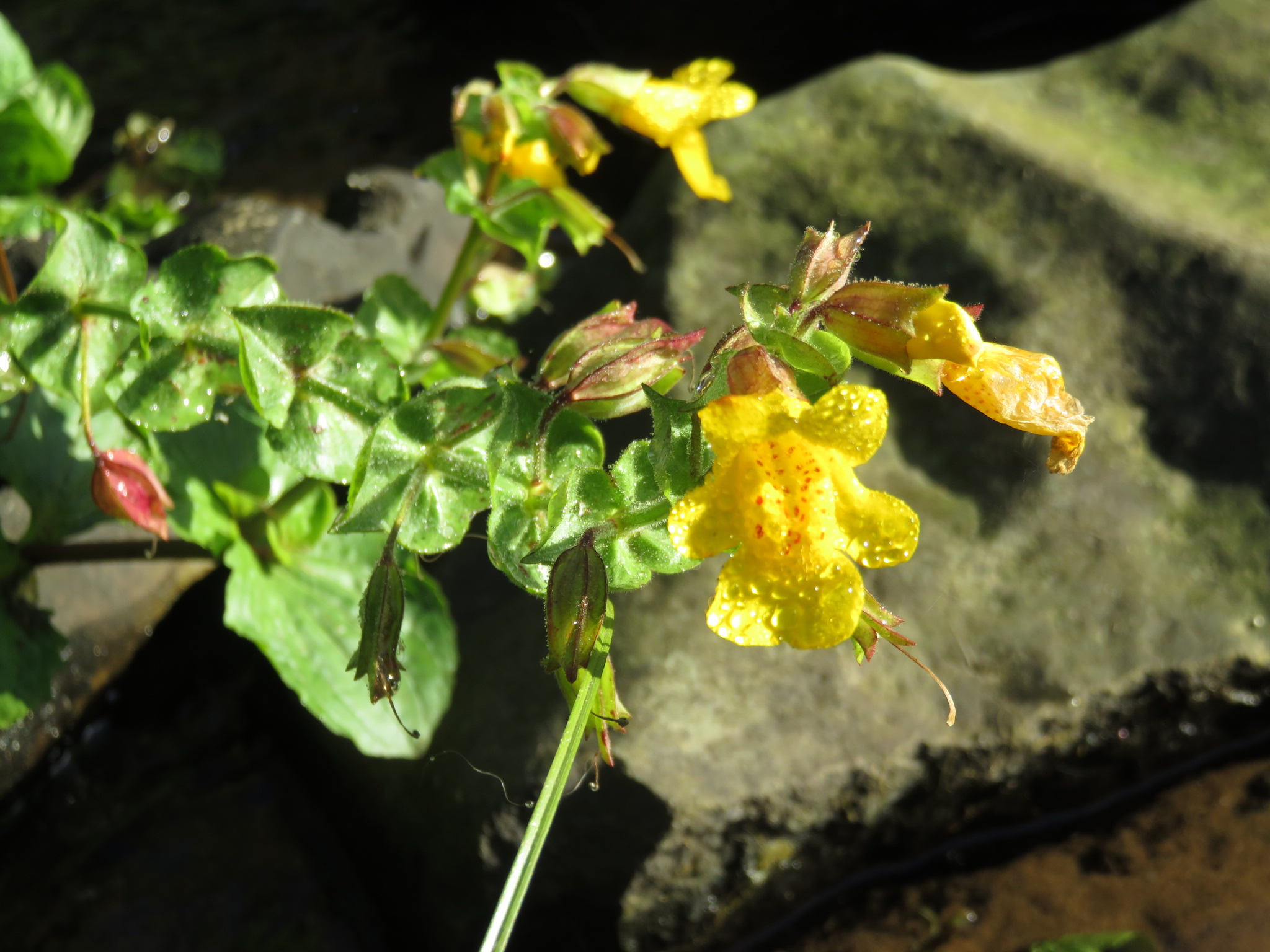 Late bloeier bij een beek