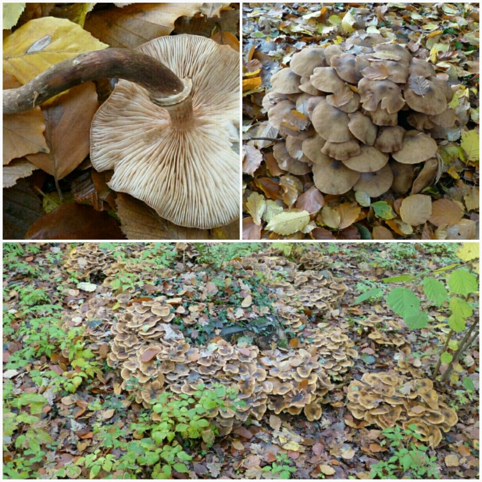 Welke paddenstoel is dit?