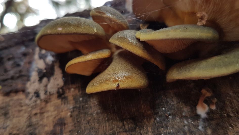 Welke paddenstoel is dit?