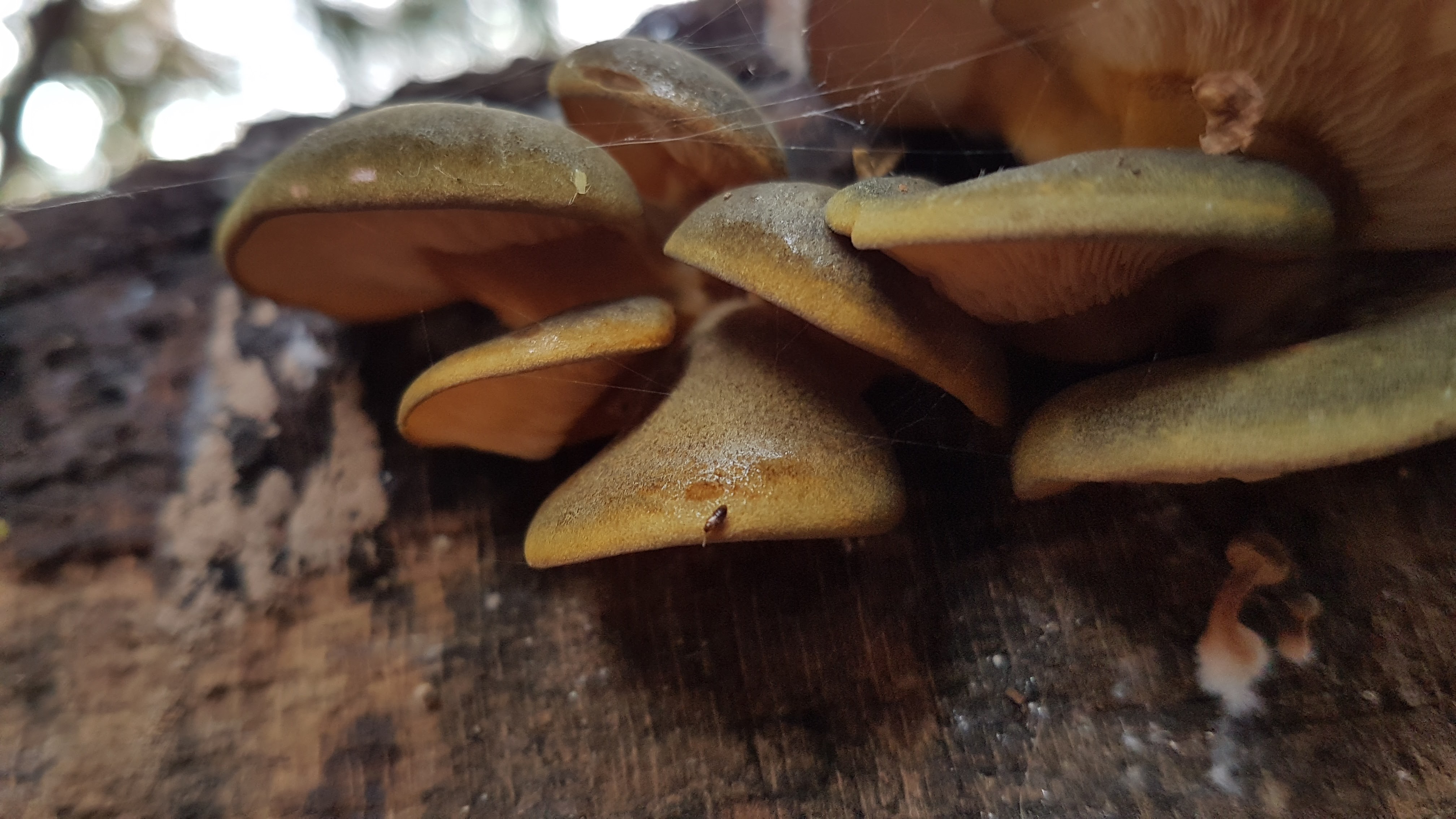 Welke paddenstoel is dit?