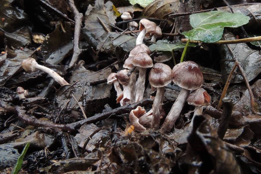 Welke paddenstoeltjes zijn dit?