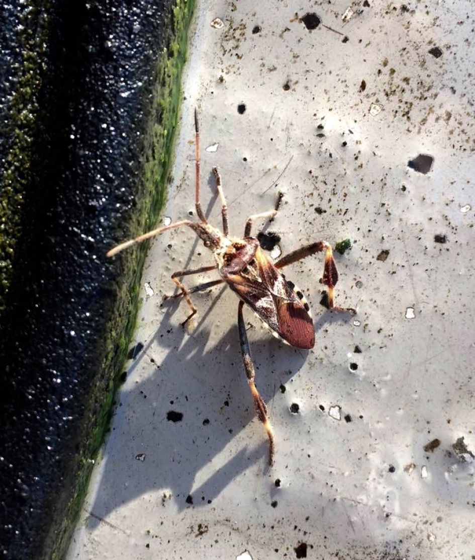 Wat is dit voor beest?