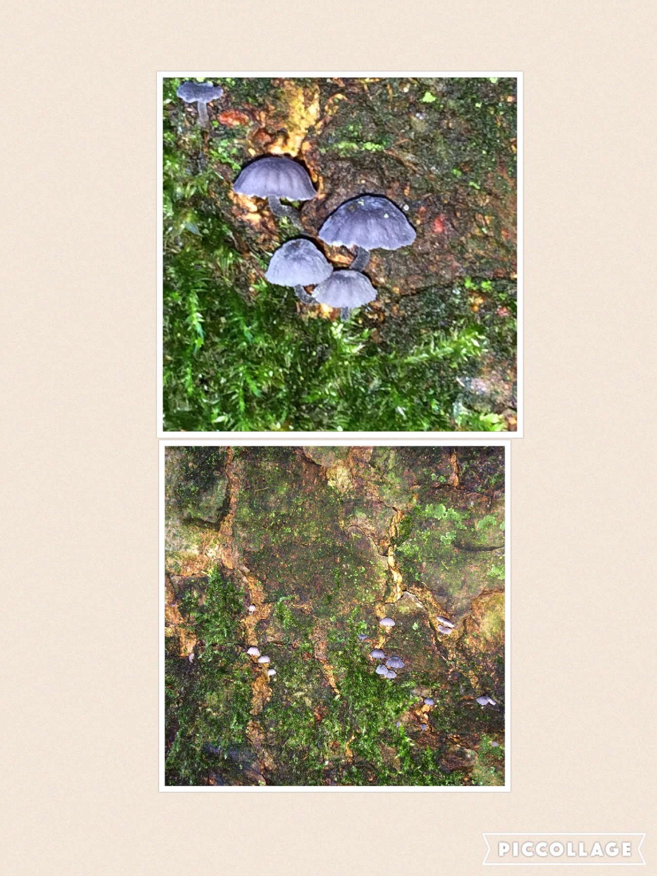 Kent iemand deze zwammetjes?