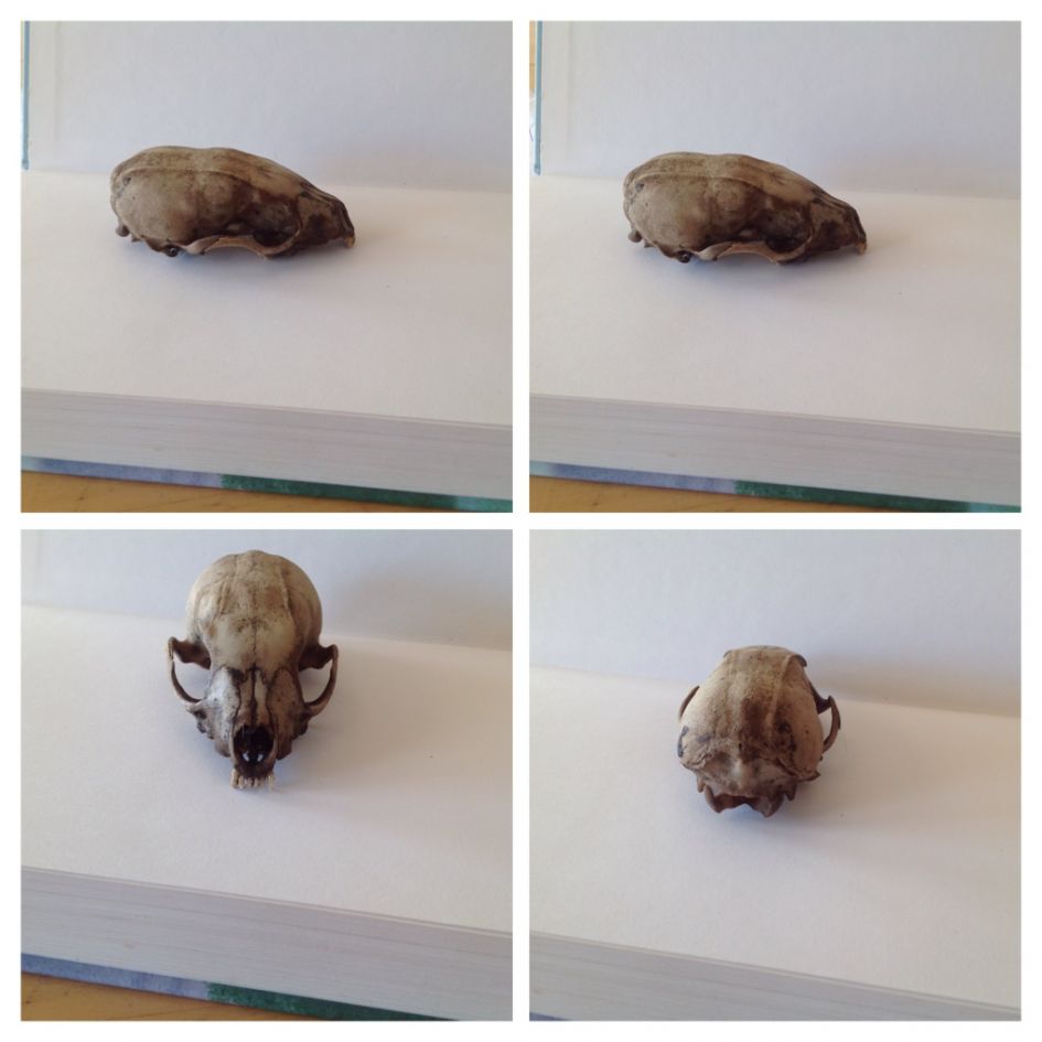 nog een paar foto's van de schedel van wellicht een steenmarter