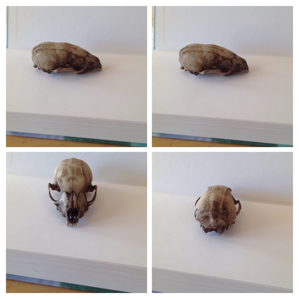 nog een paar foto's van de schedel van wellicht een steenmarter