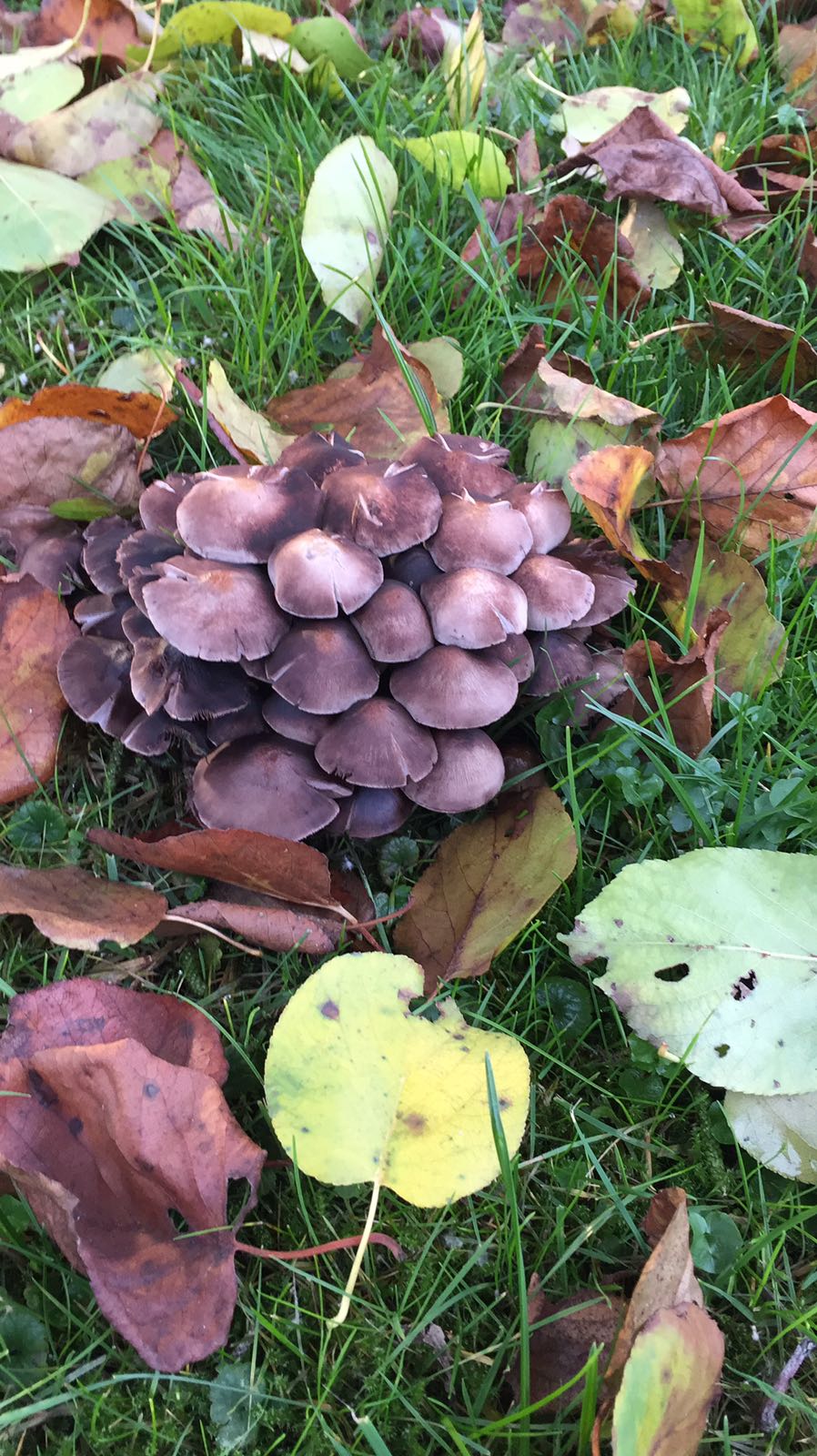 Giftige paddestoelen?