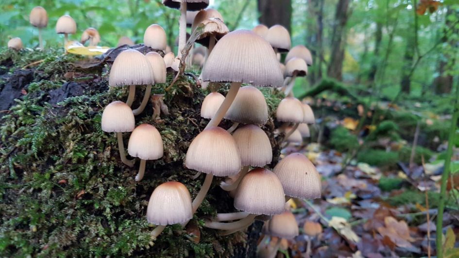 Welke paddenstoel is dit?