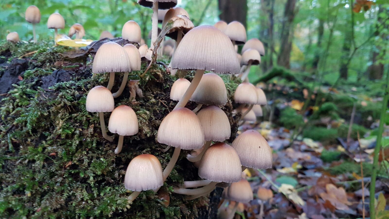 Welke paddenstoel is dit?