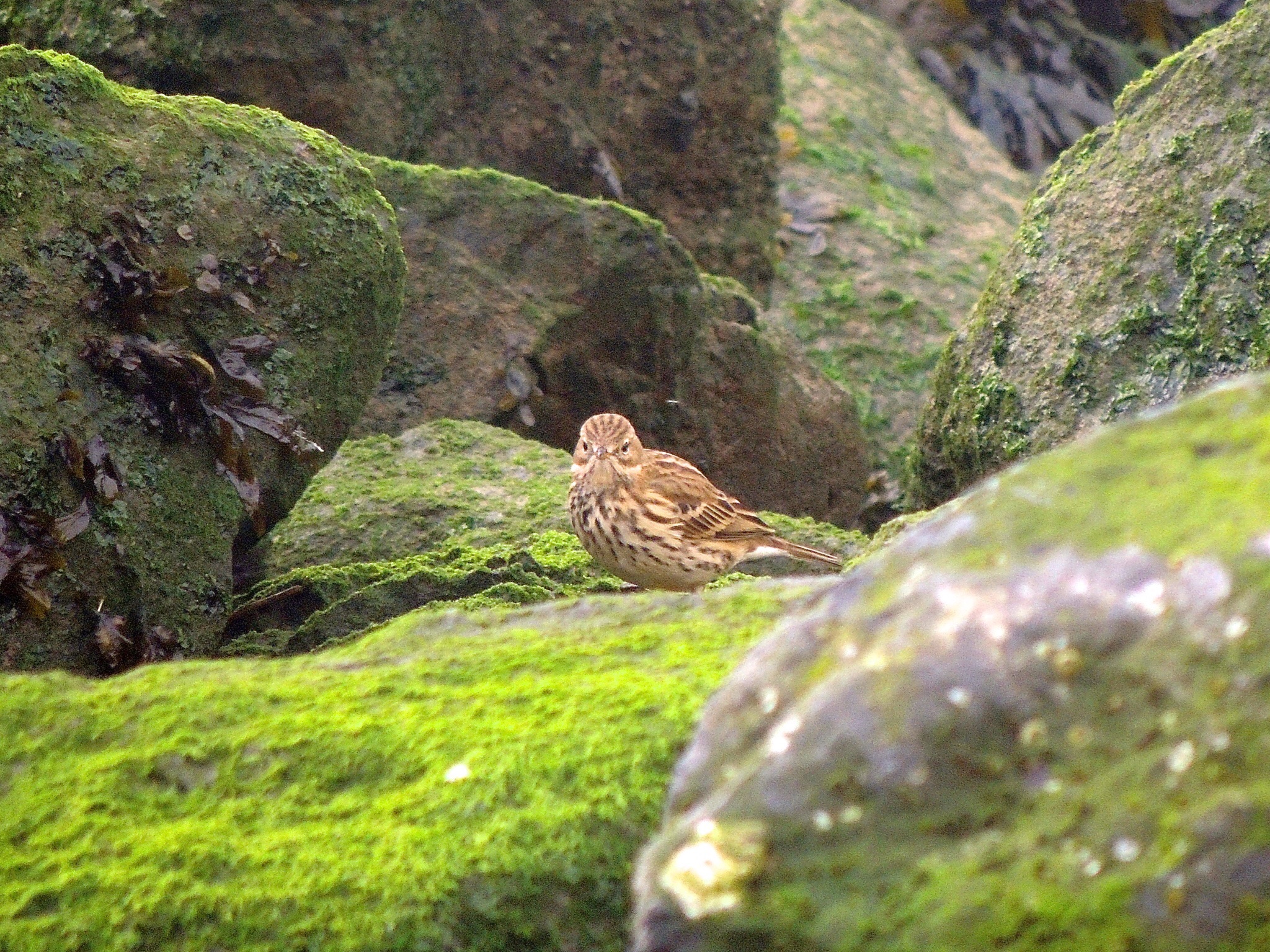 Is dit een graspieper?