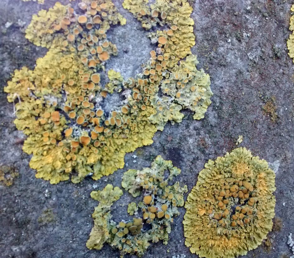 korstmos op grafsteen 2