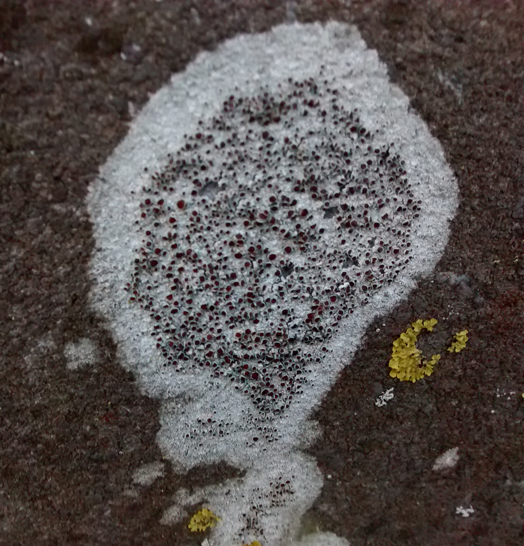 korstmos op grafsteen