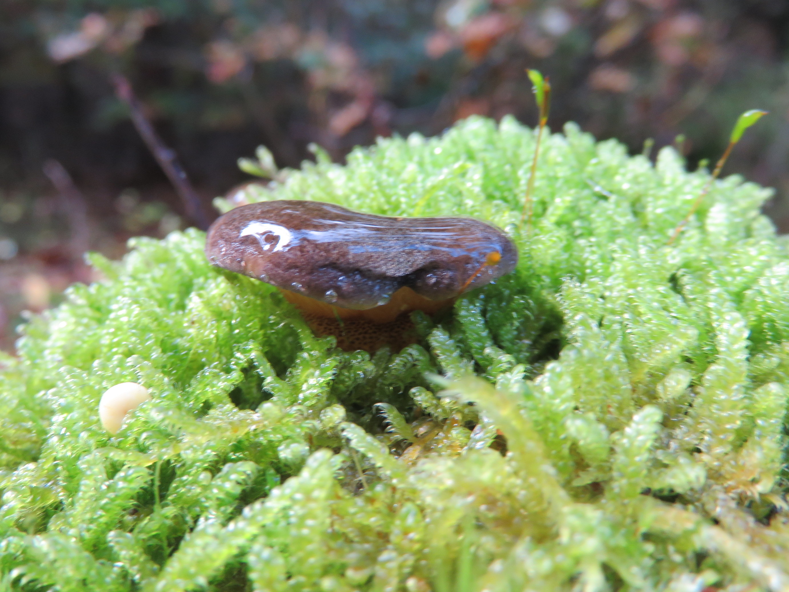 Welke paddestoel is dit