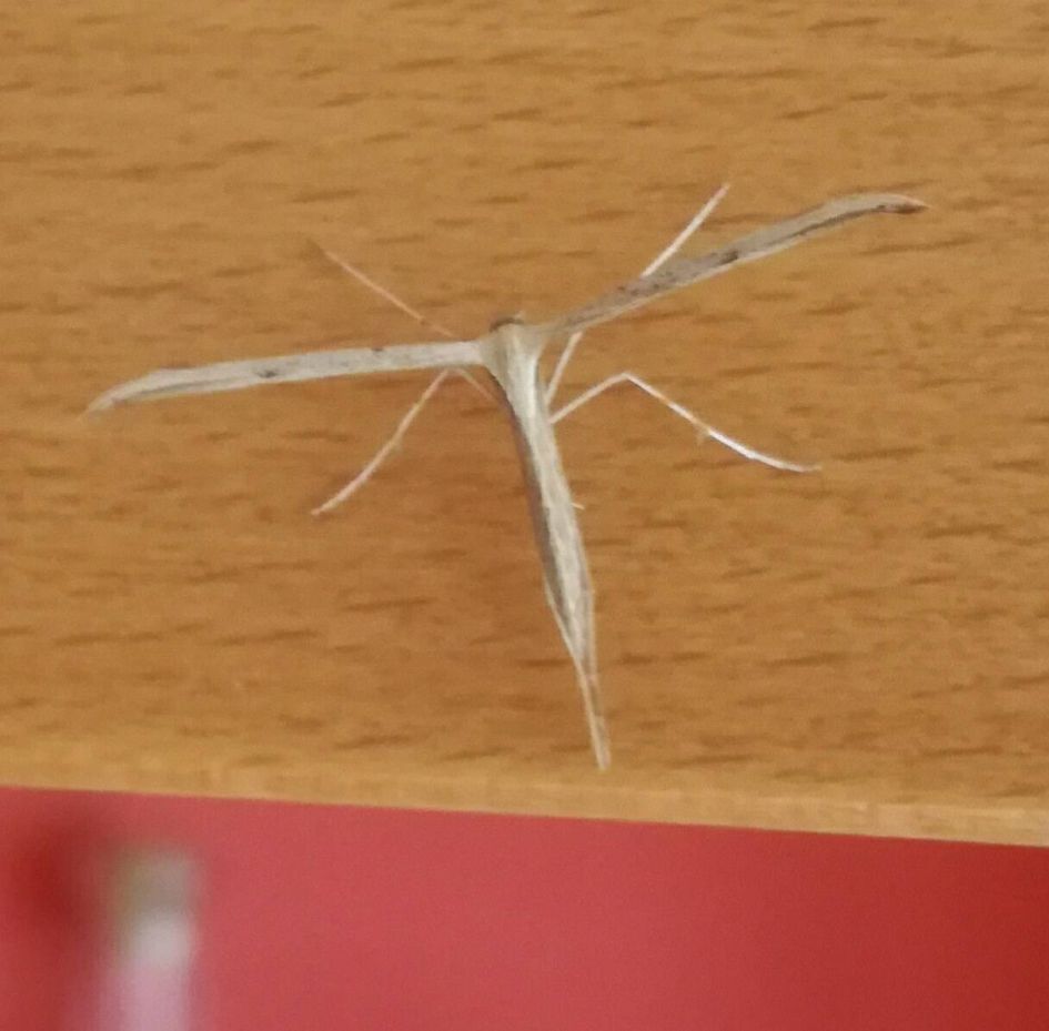 Wie weet welk insect dit is?