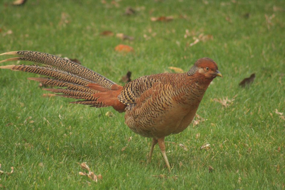 Wat voor vogel is dit?