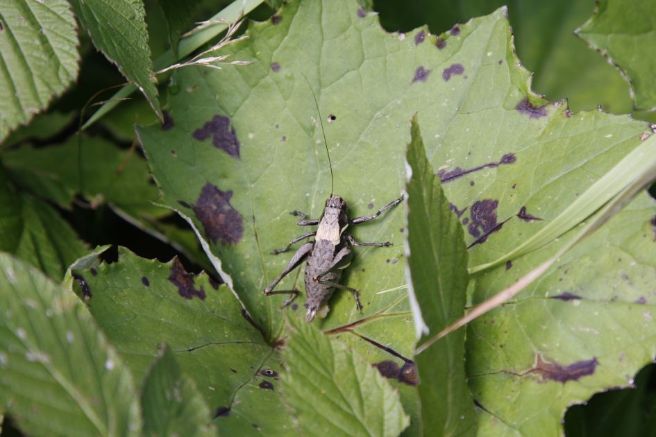 Welke sprinkhaan is dit?