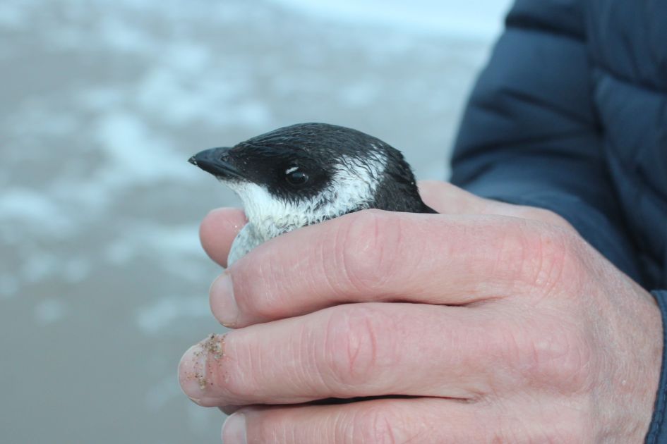 wat voor vogel is dit?