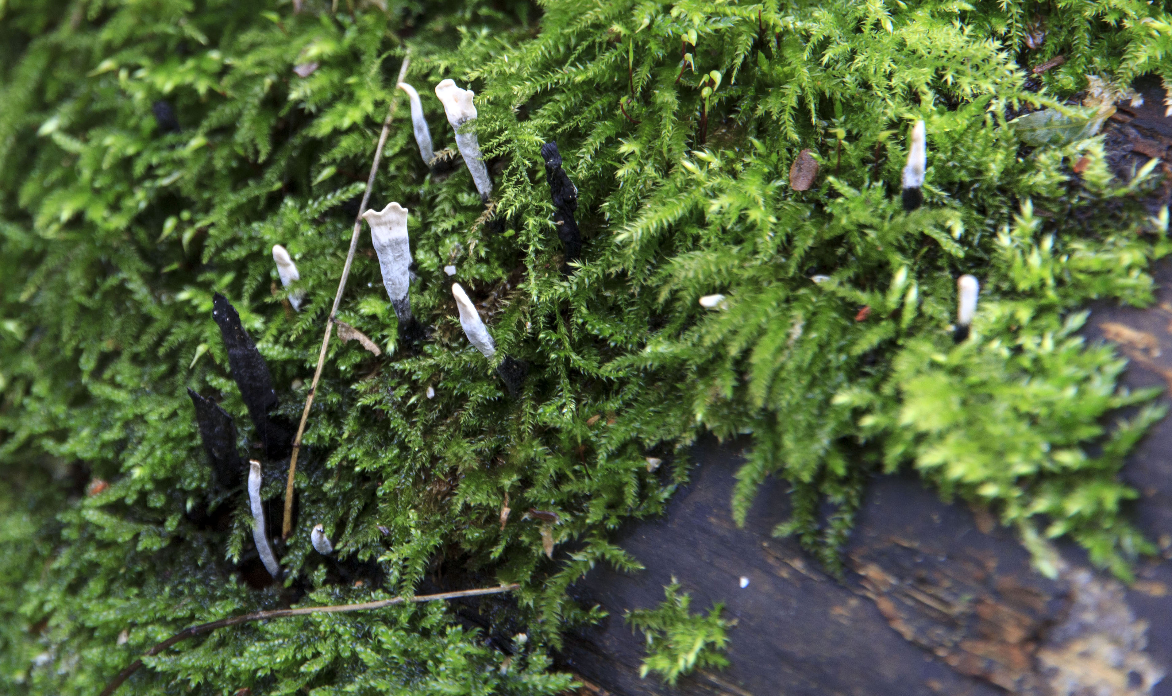 welke zwammetjes zijn dit?