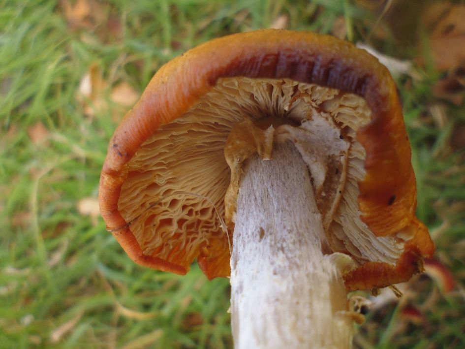 Oranje paddestoelen, witte steel