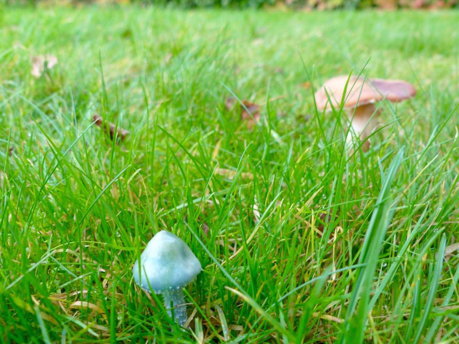 wat is dit voor paddestoel?