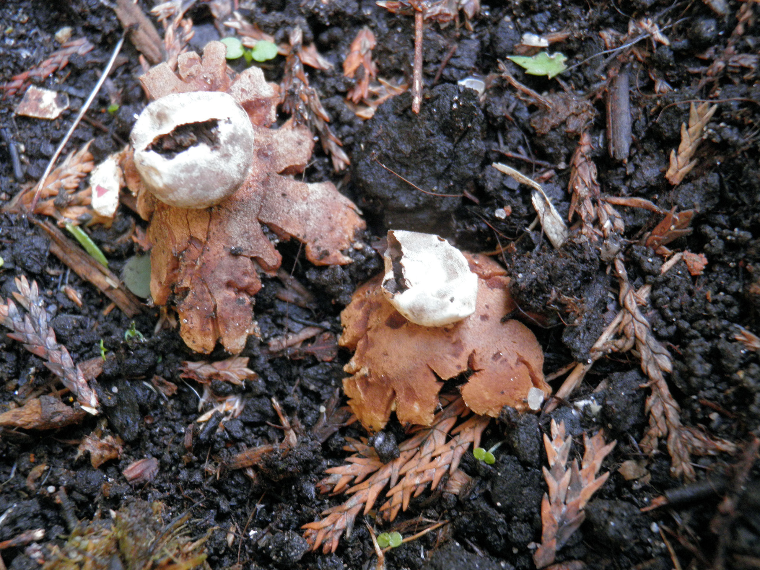 Piepkleine aardster?